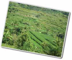 Bali Rice Terraces